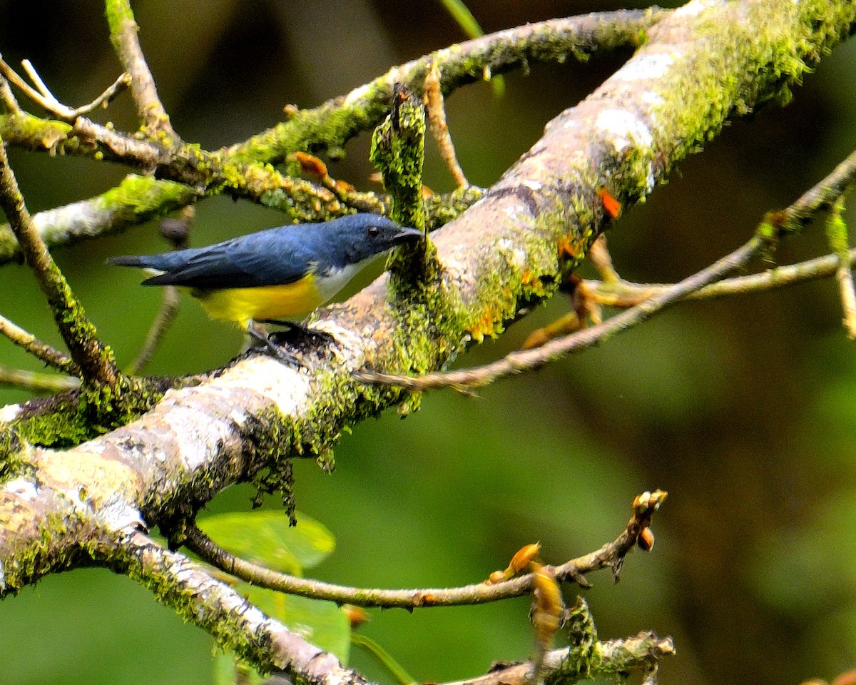 White-throated Flowerpecker - ML646970508
