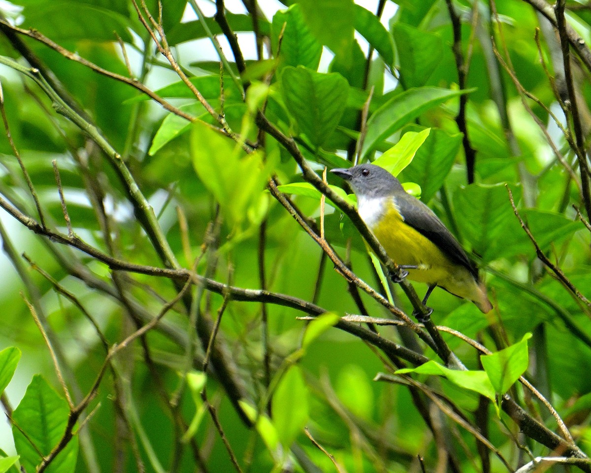White-throated Flowerpecker - ML646970509