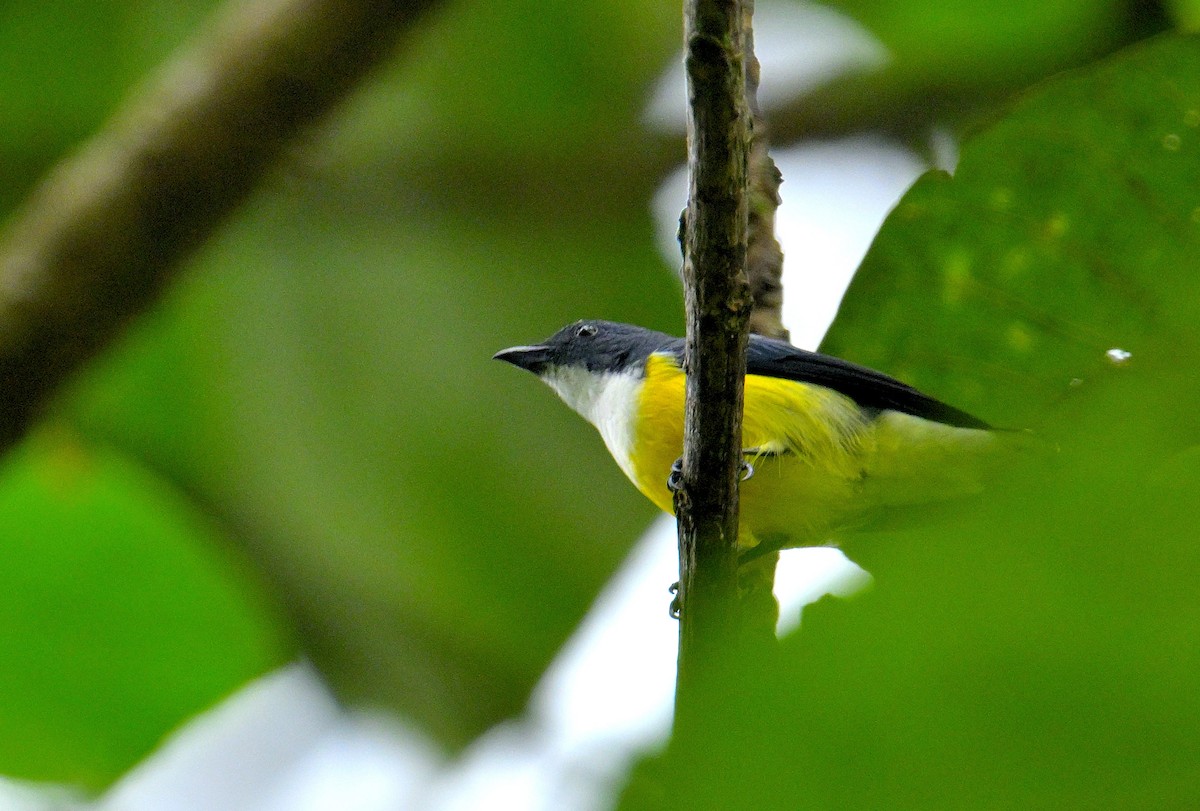 White-throated Flowerpecker - ML646970510