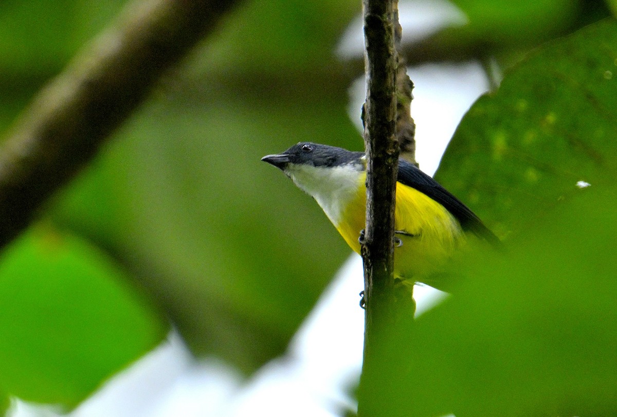 White-throated Flowerpecker - ML646970511