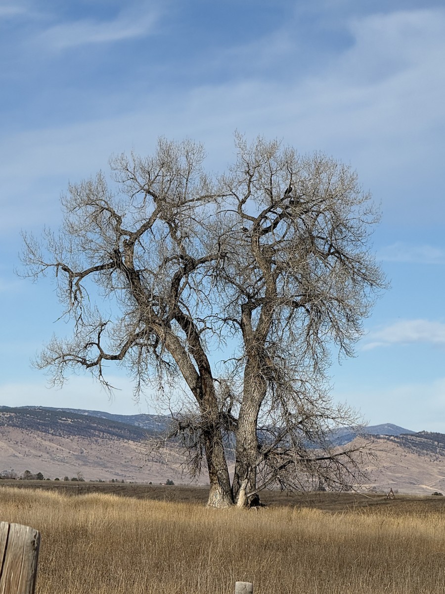 Bald Eagle - ML646970512