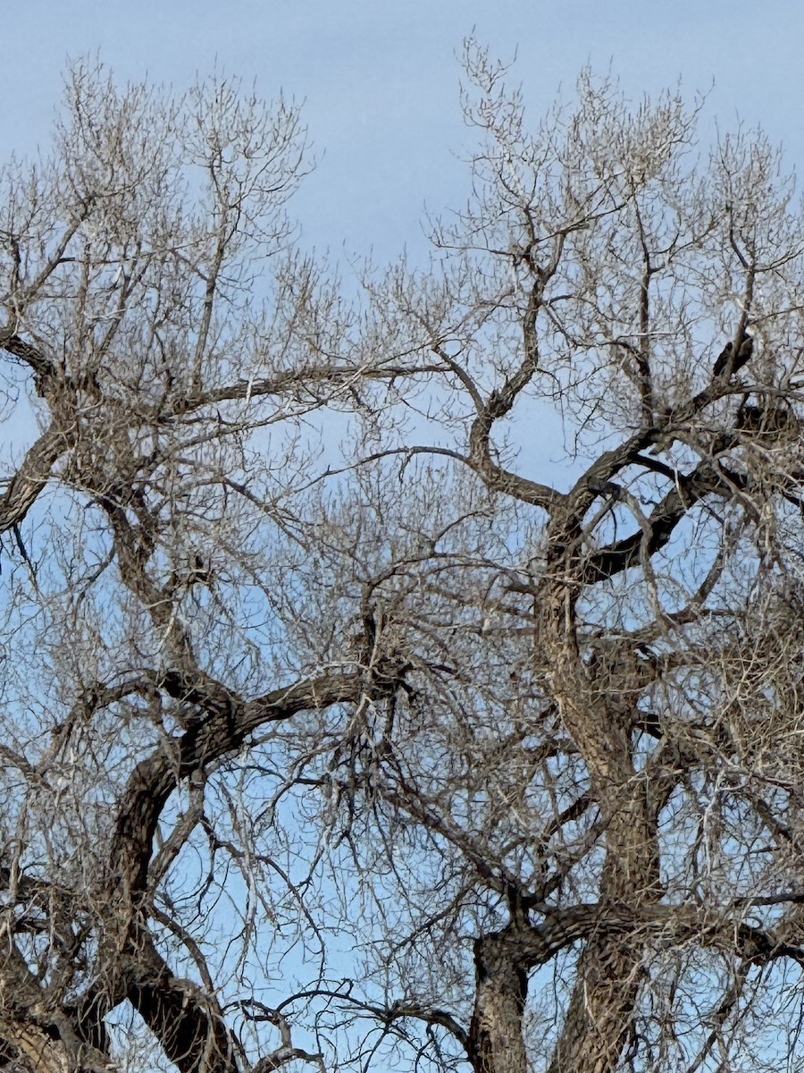 Bald Eagle - ML646970514