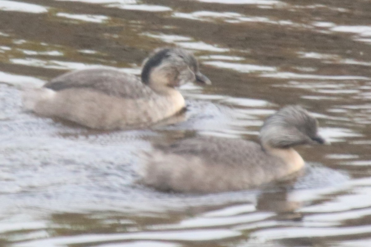 Hoary-headed Grebe - ML646970518