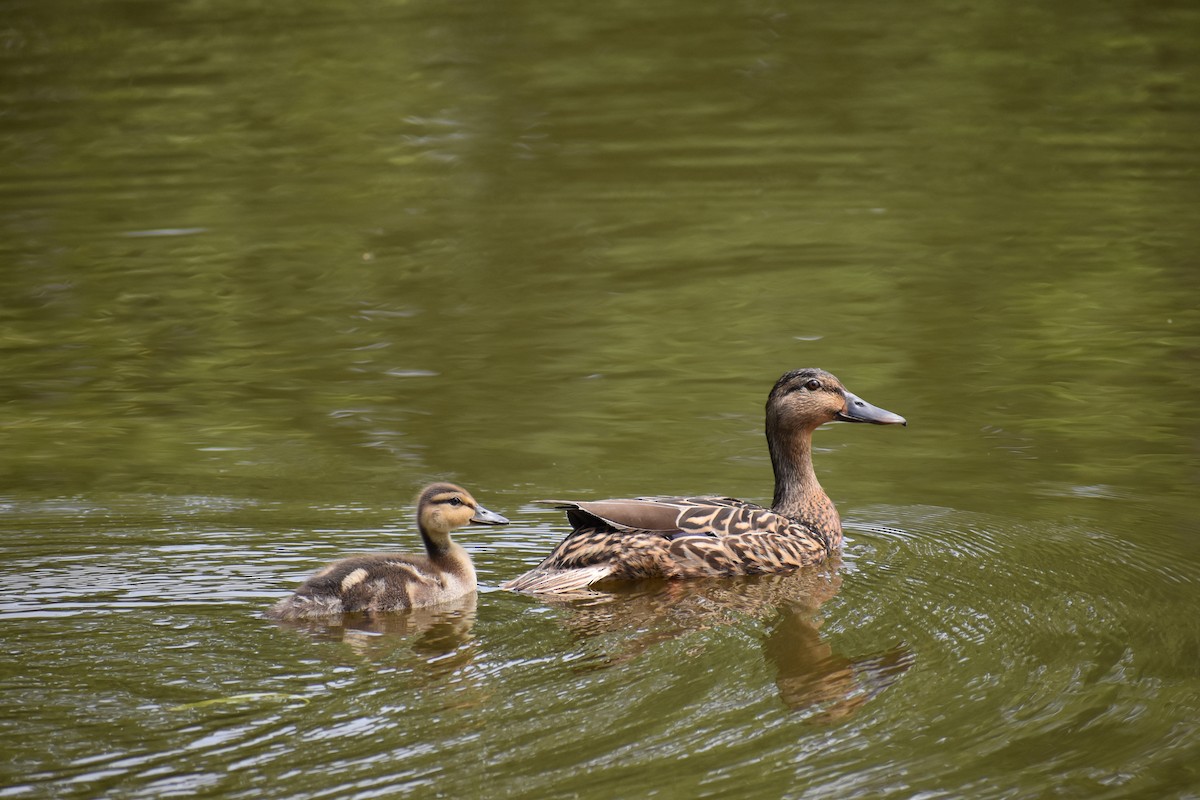 Mallard - ML646970519