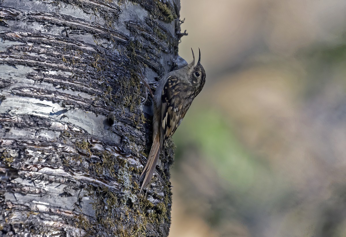 Sikkim Treecreeper - ML646970520
