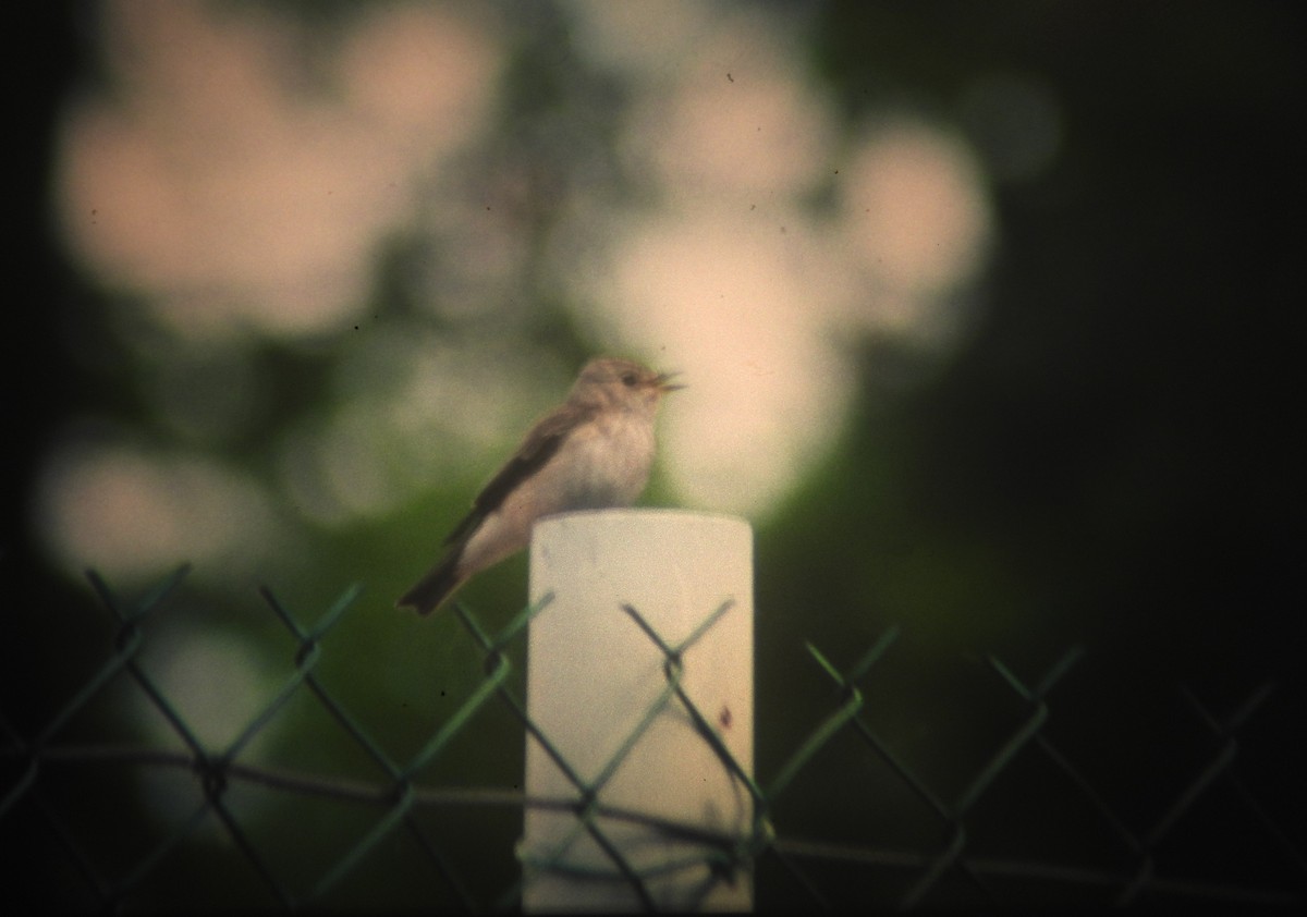 Spotted Flycatcher - ML646970521