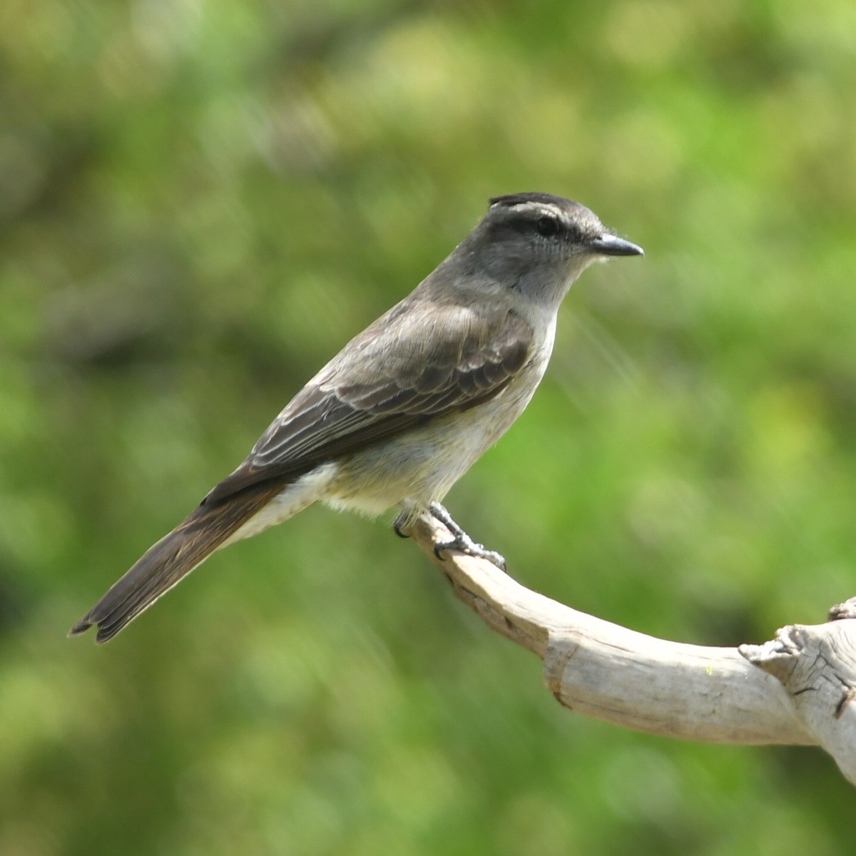 Crowned Slaty Flycatcher - ML646970522