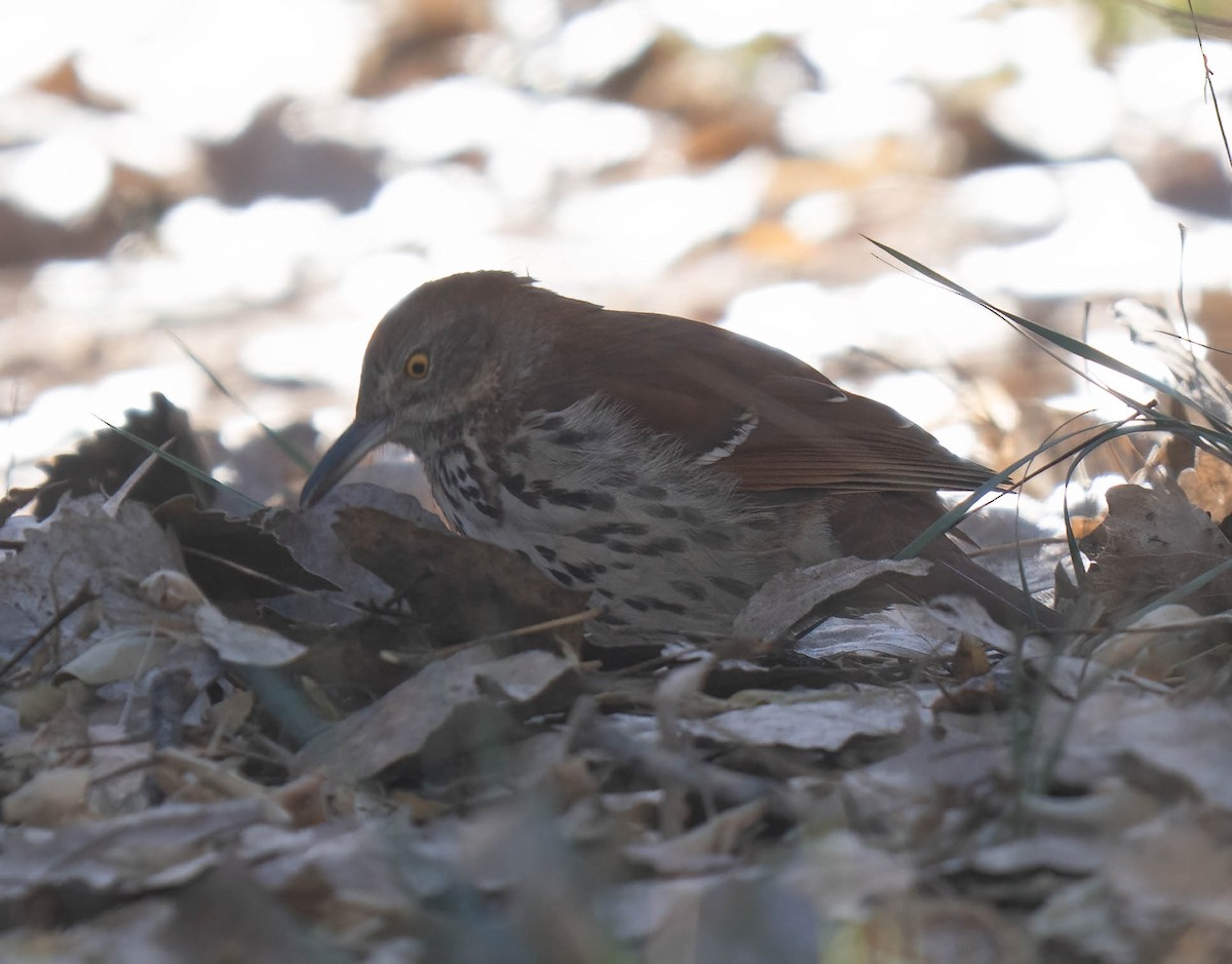 Cuitlacoche Rojizo - ML646970523