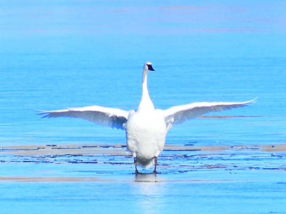Trumpeter Swan - ML646970524
