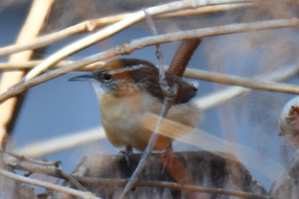 Carolina Wren - ML646970525
