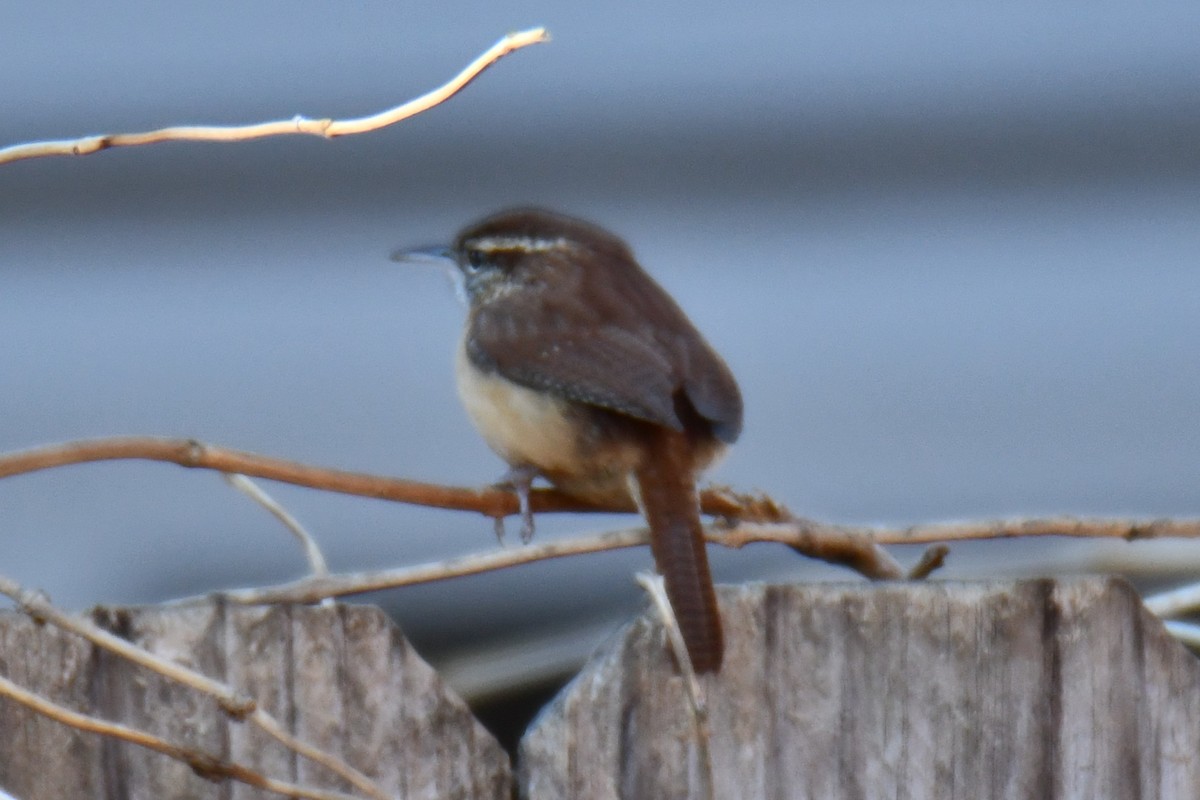 Carolina Wren - ML646970526