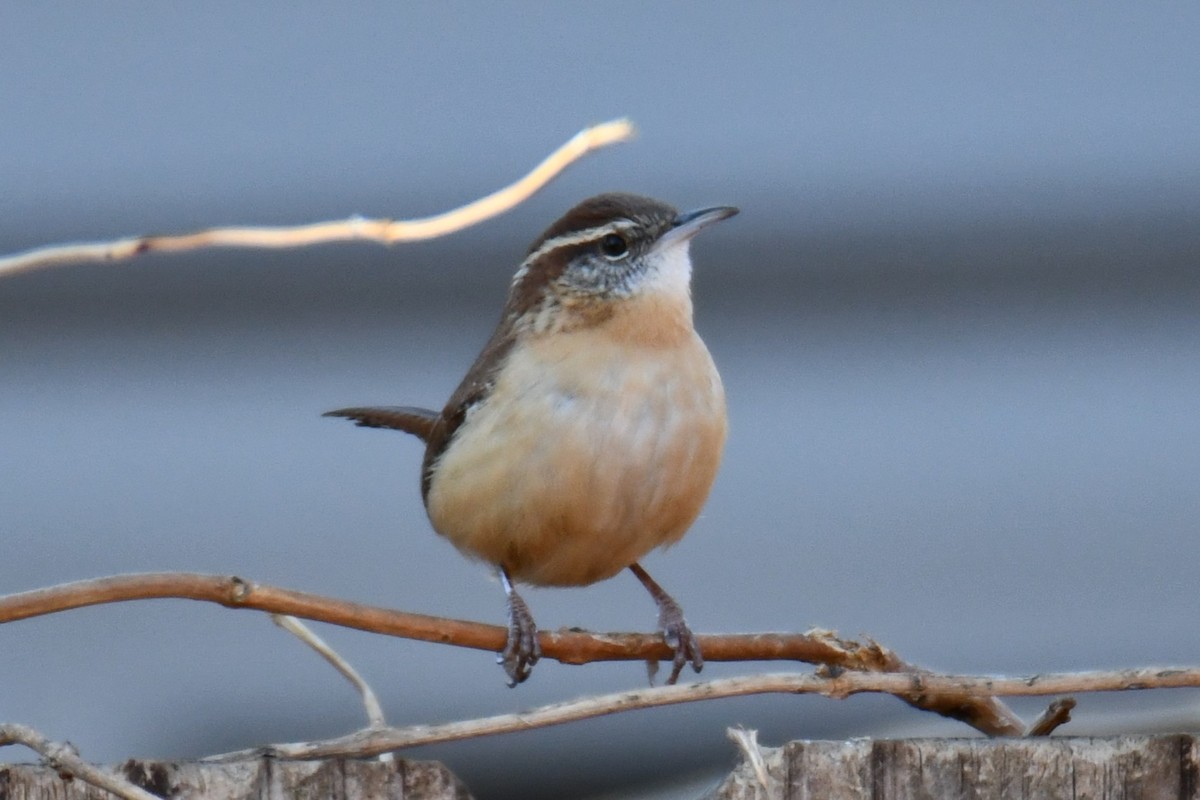 Carolina Wren - ML646970527