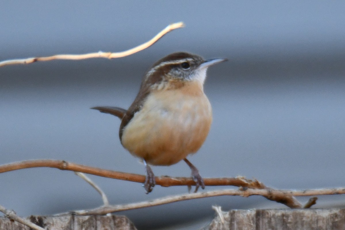 Carolina Wren - ML646970528