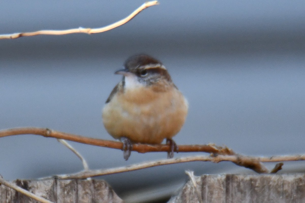 Carolina Wren - ML646970529