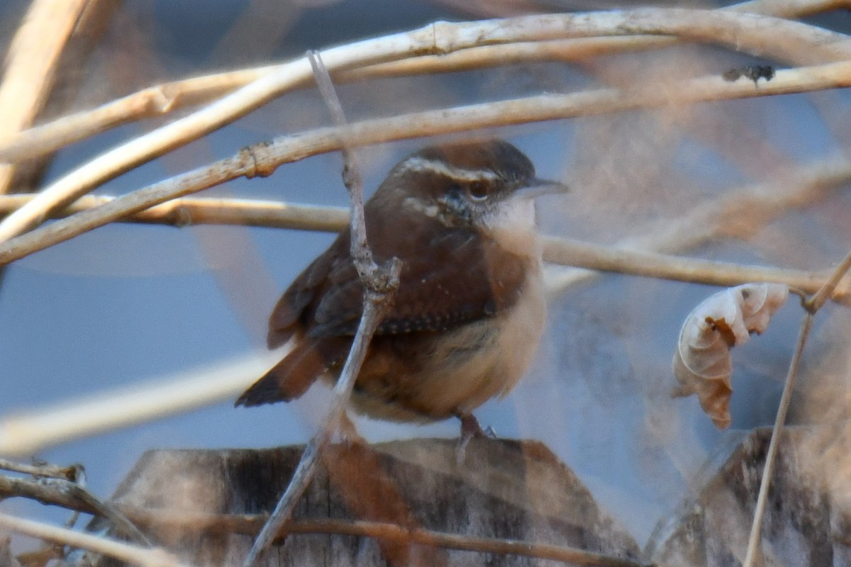 Carolina Wren - ML646970530