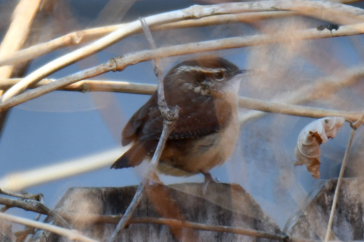 Carolina Wren - ML646970531
