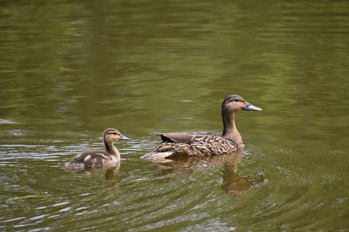 Mallard - ML646970532