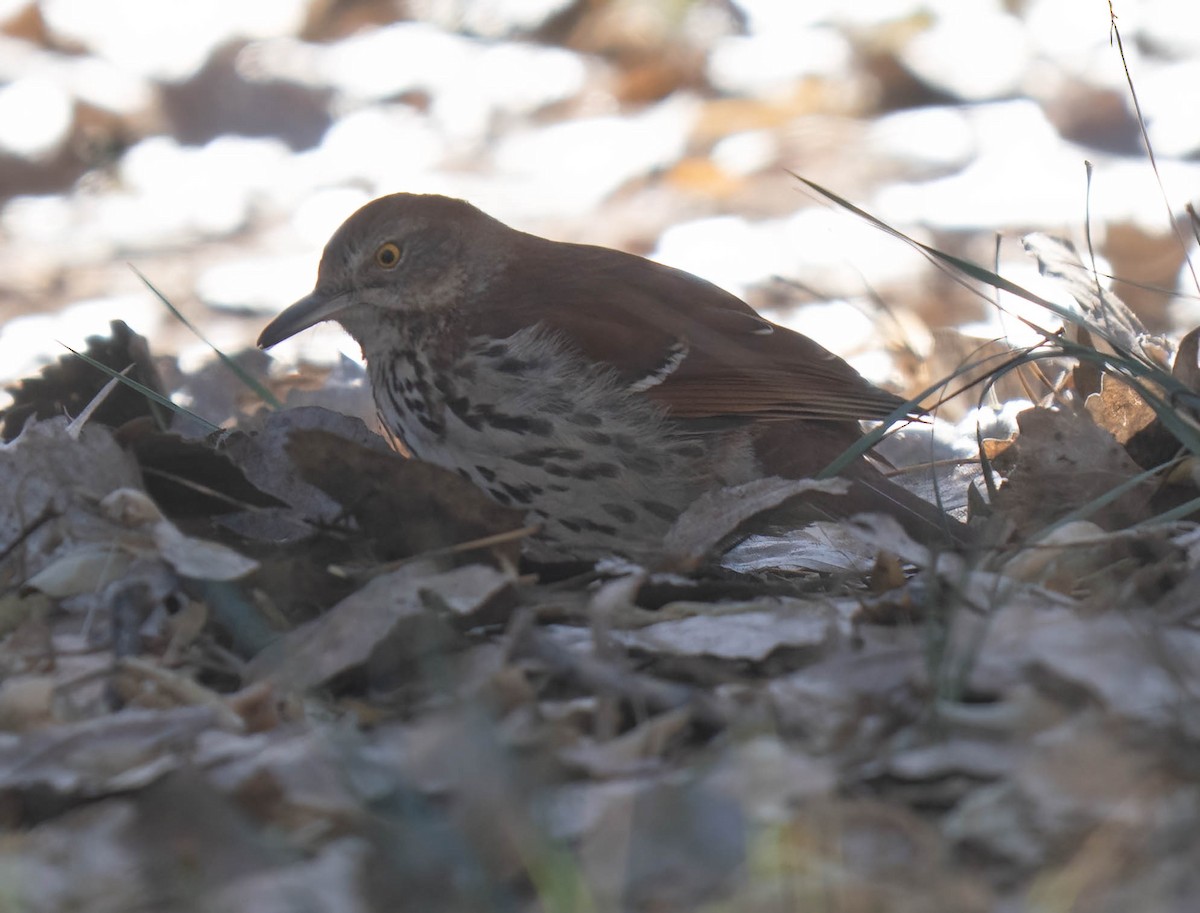 Cuitlacoche Rojizo - ML646970533