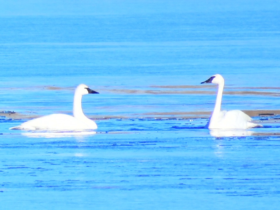 Trumpeter Swan - ML646970534