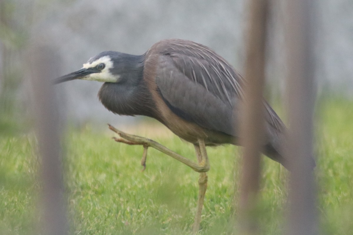 White-faced Heron - ML646970536
