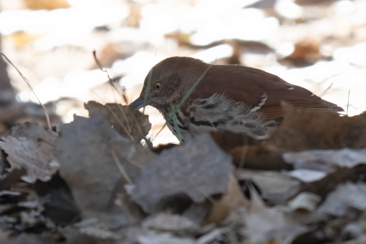 Cuitlacoche Rojizo - ML646970541