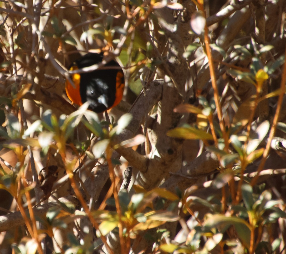 Baltimore Oriole - ML646970542