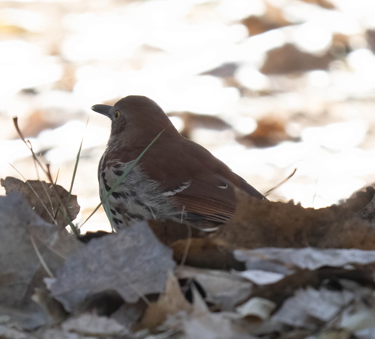 Cuitlacoche Rojizo - ML646970544