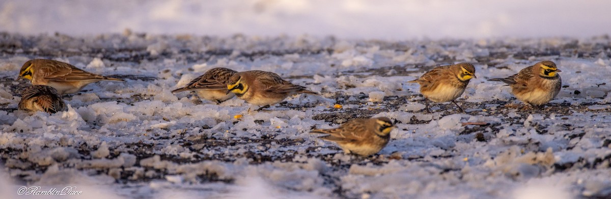 Horned Lark - ML646970545