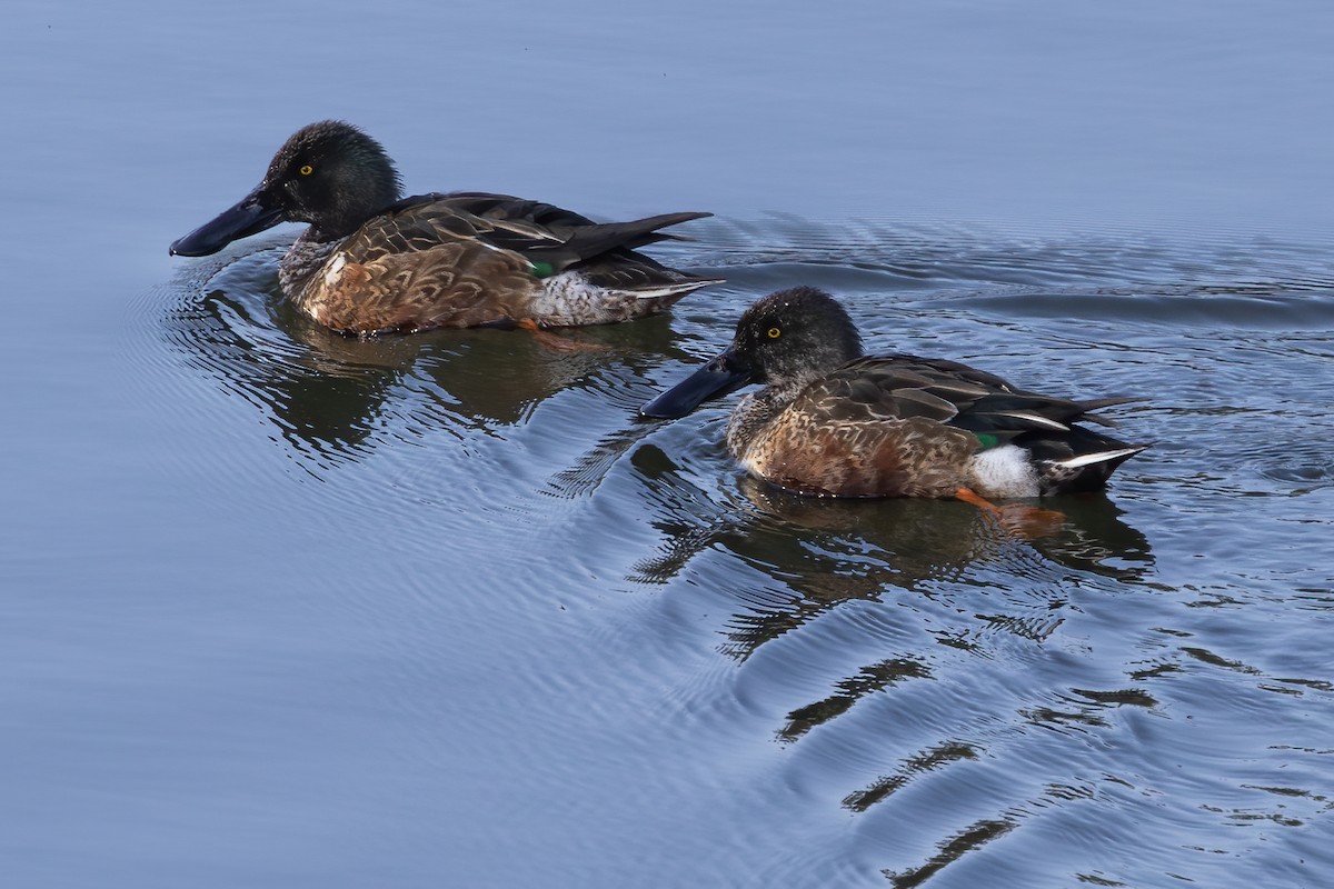 Löffelente - ML646970547