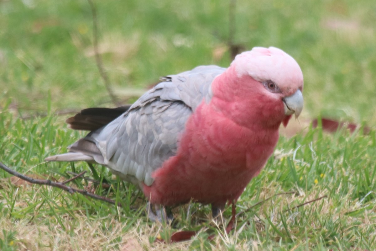 Galah - ML646970551