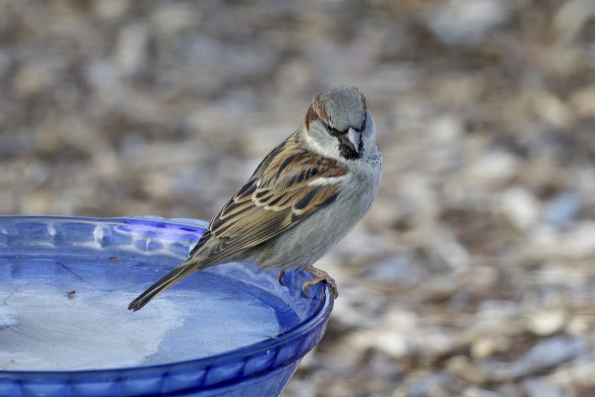דרור הבית - ML646970556