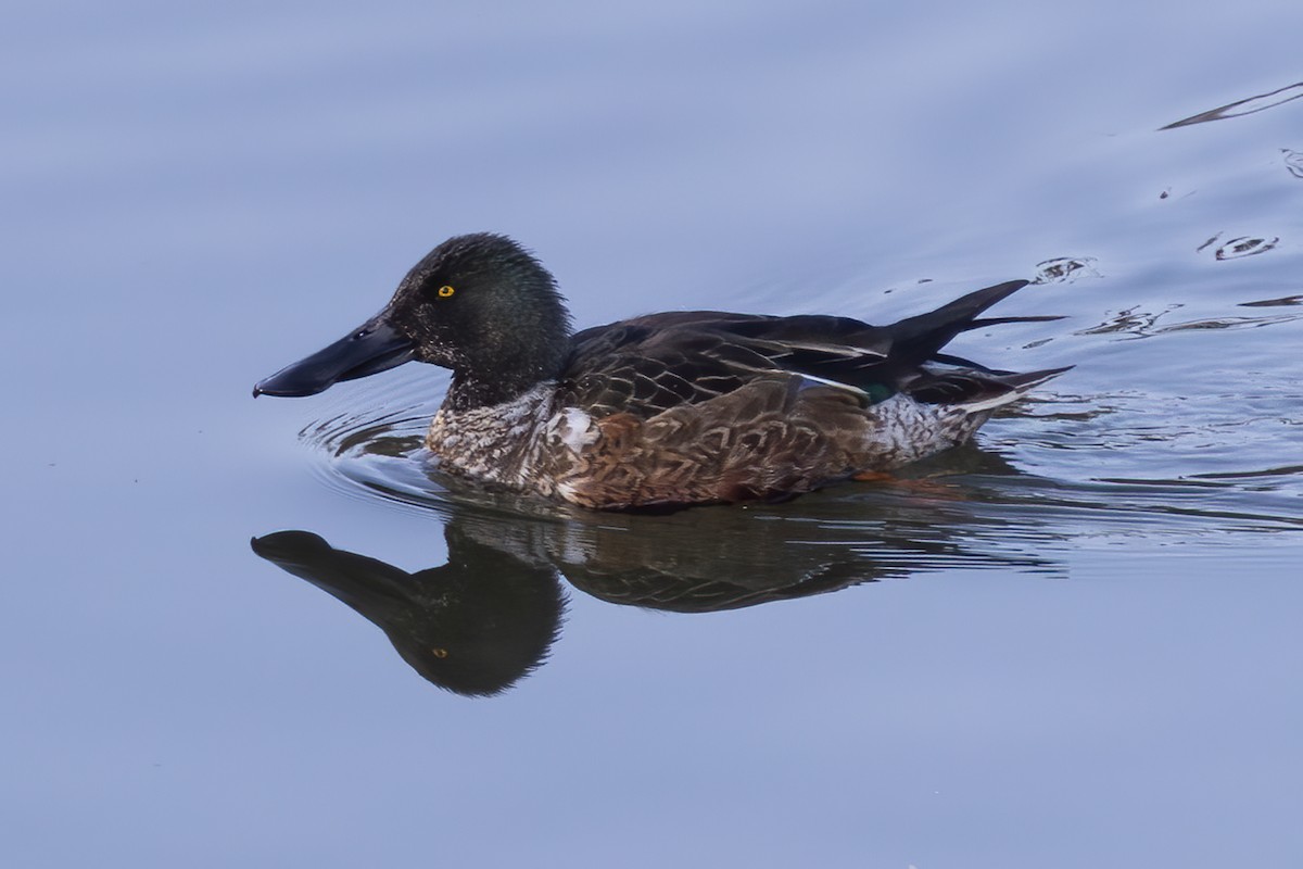 Löffelente - ML646970559