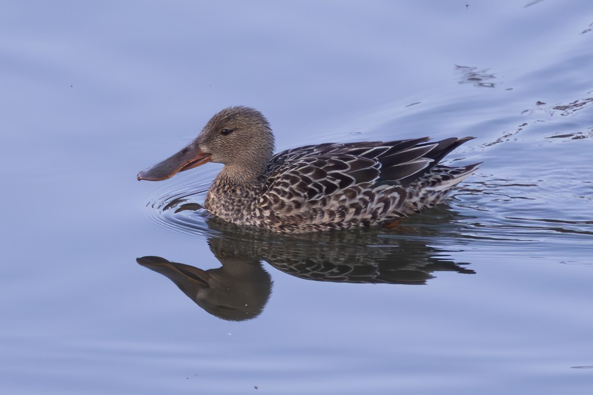 Löffelente - ML646970560