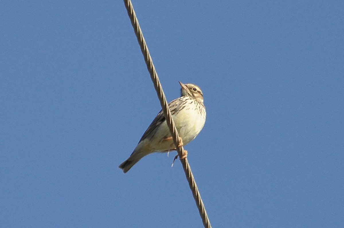 Wood Lark - ML646970563