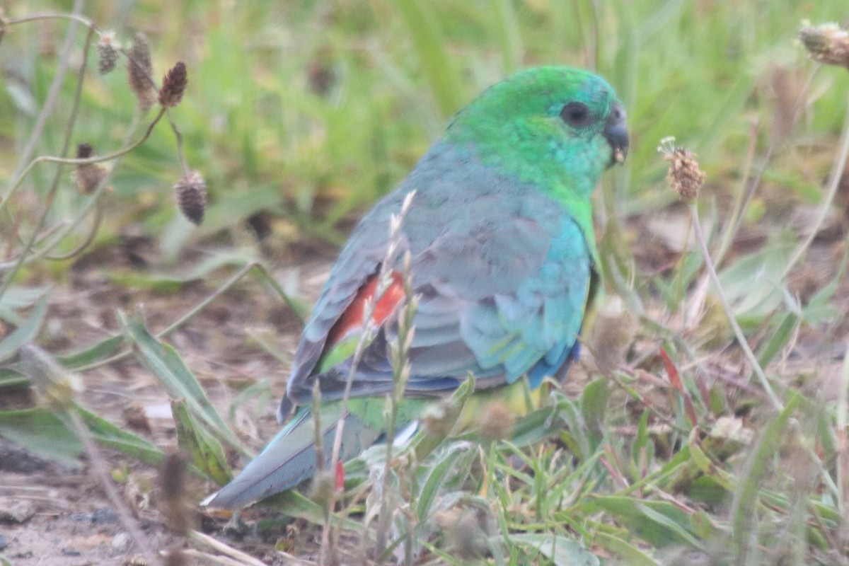 Red-rumped Parrot - ML646970567