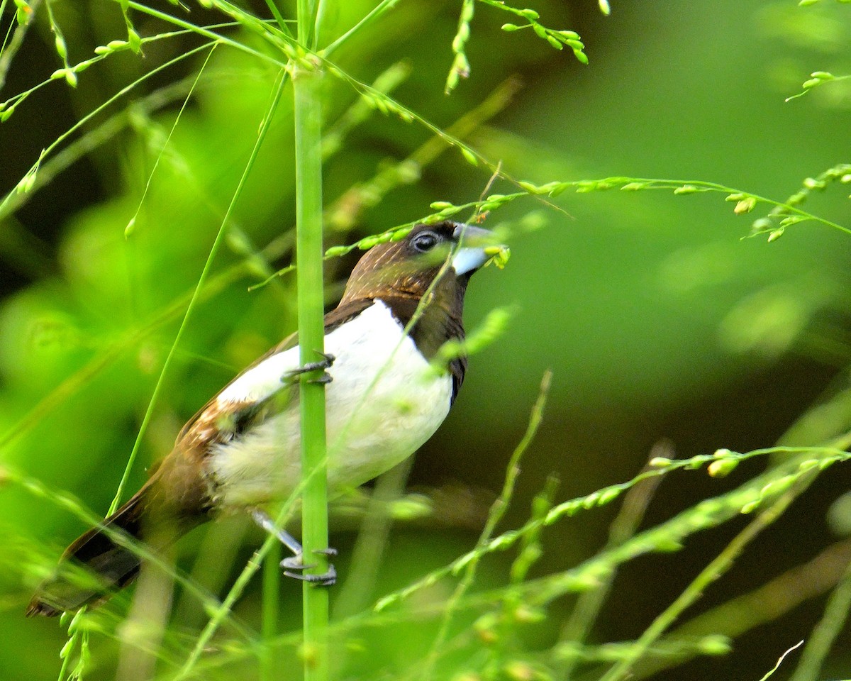White-rumped Munia - ML646970568