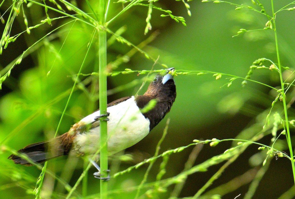 White-rumped Munia - ML646970569