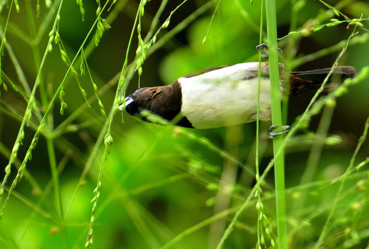 White-rumped Munia - ML646970570