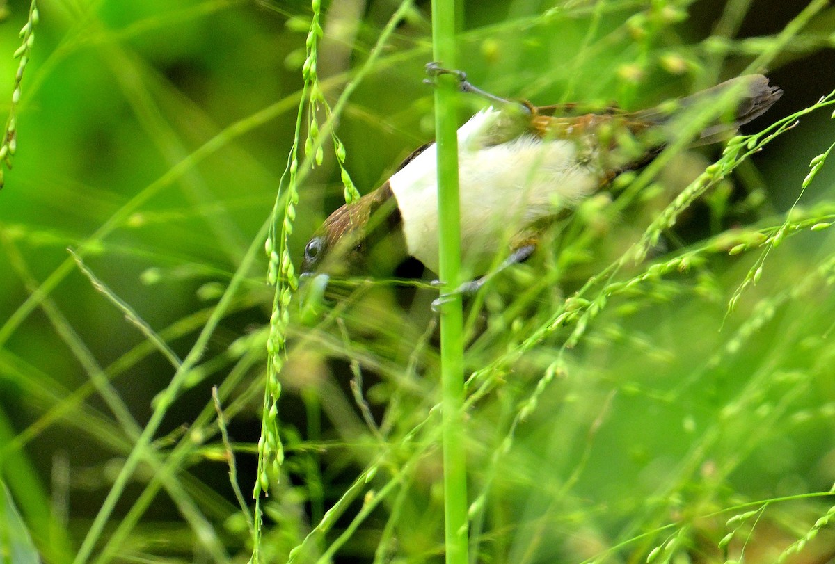 White-rumped Munia - ML646970571