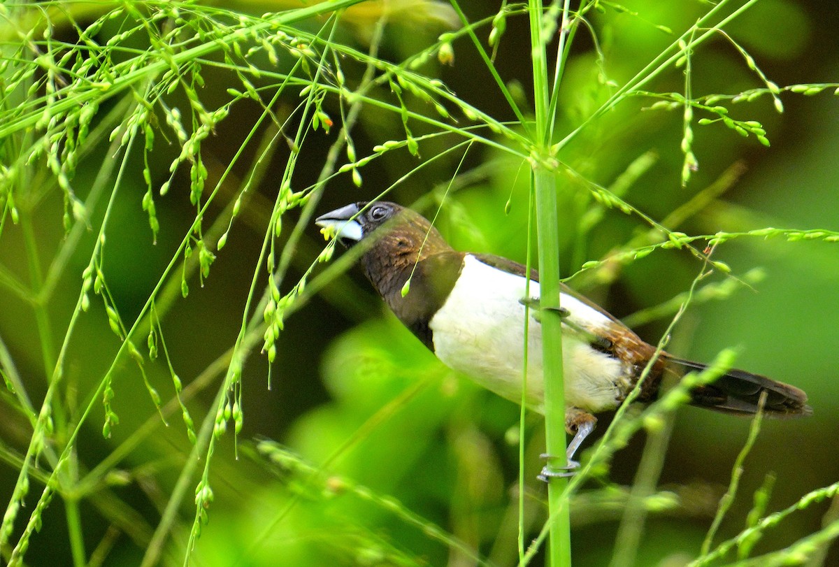 White-rumped Munia - ML646970572