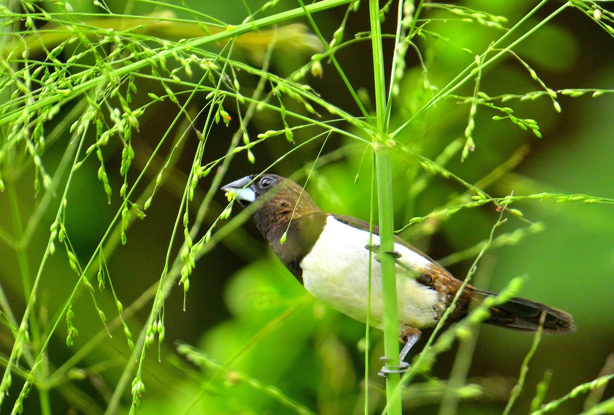 White-rumped Munia - ML646970575