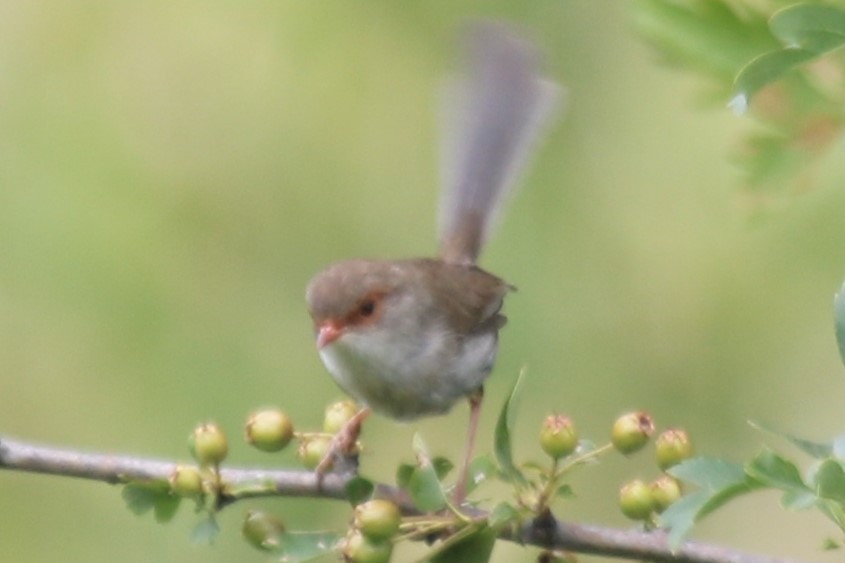Superb Fairywren - ML646970588