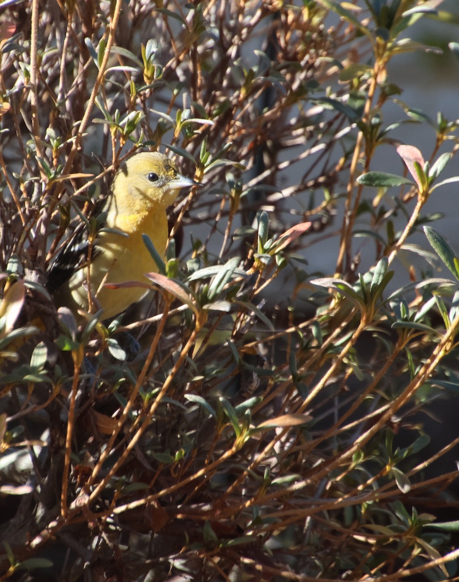 Baltimore Oriole - ML646970589