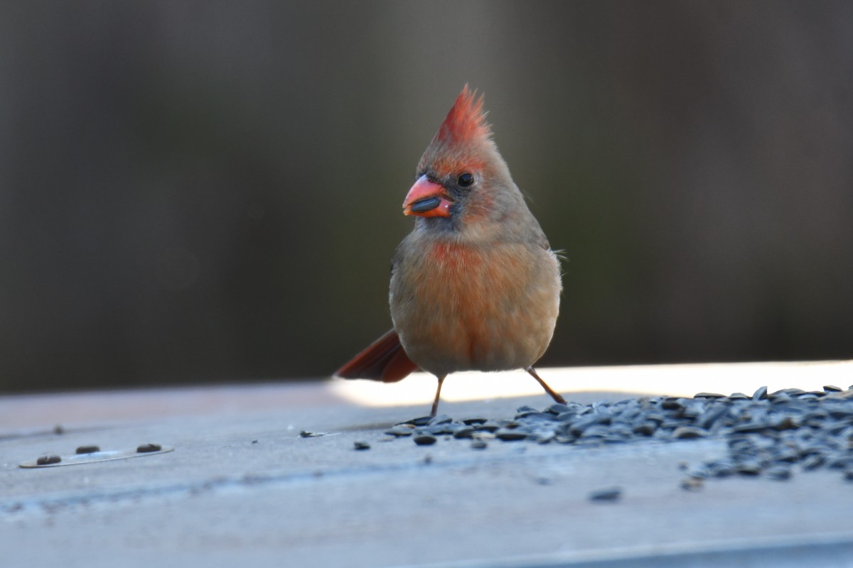 Northern Cardinal - ML646970593