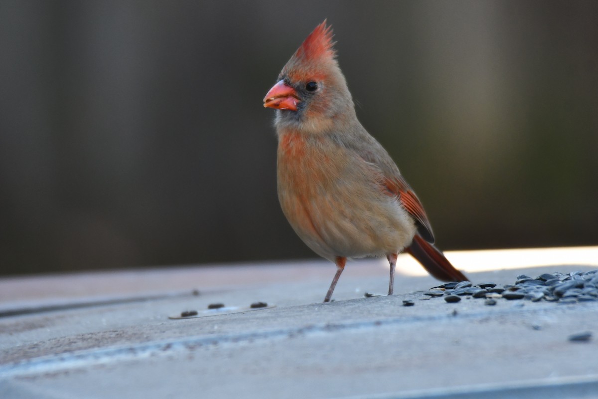 Northern Cardinal - ML646970595