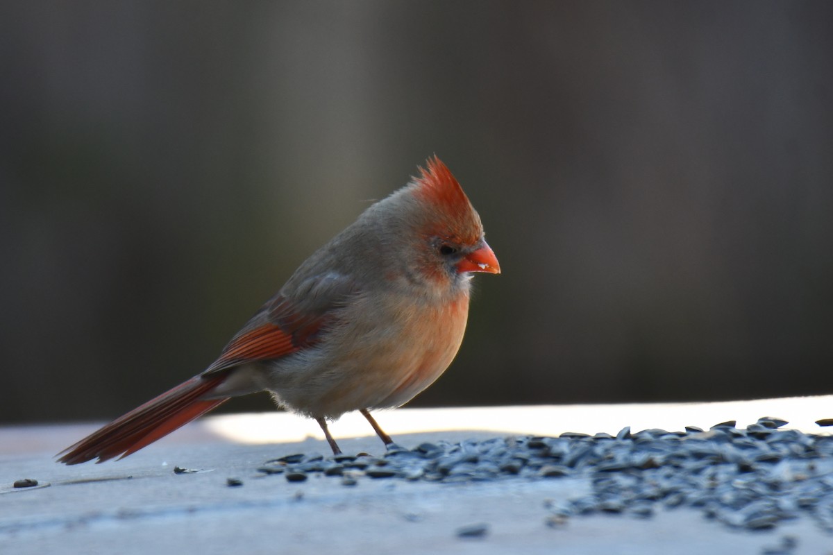 Northern Cardinal - ML646970596