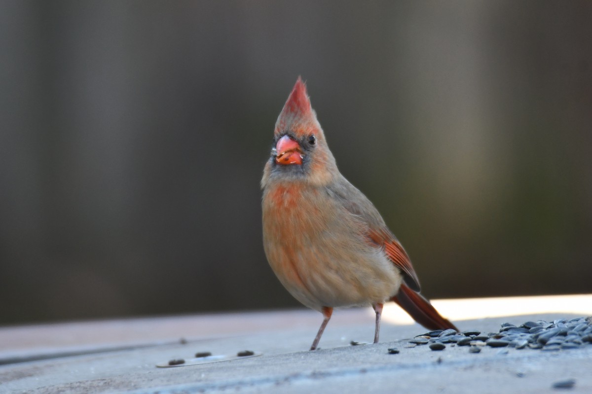 Northern Cardinal - ML646970597