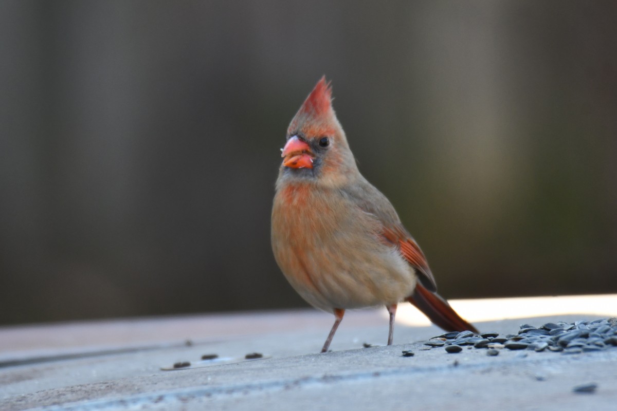 Northern Cardinal - ML646970598