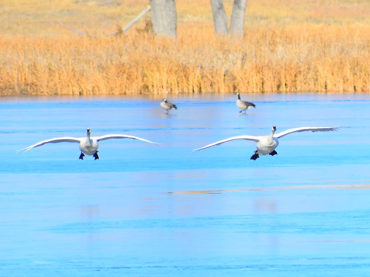 Trumpeter Swan - ML646970599