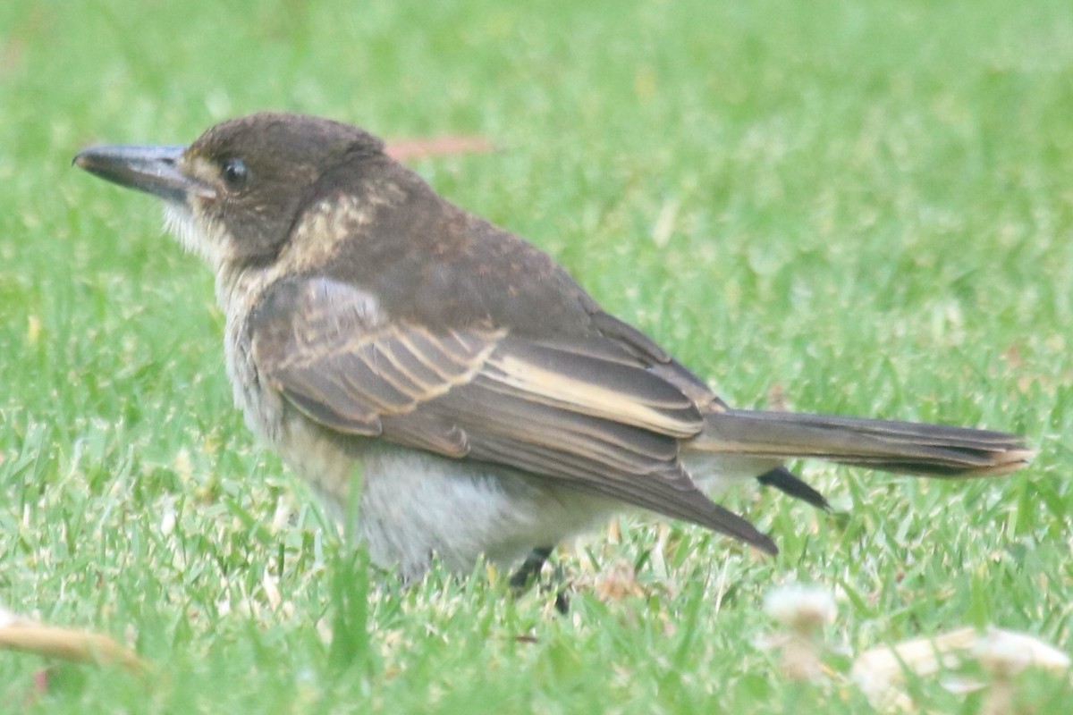 Gray Butcherbird - ML646970600